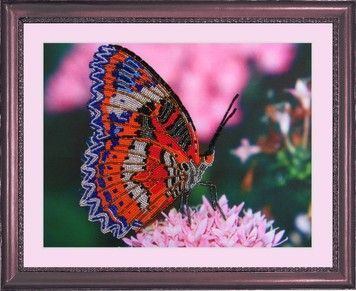 Набор для вышивания бисером Butterfly 102 Бабочка - Купить в интернет-магазине club-rukodelia.com Тел: 067-802-24-81 Купить Киев, Львов, Харьков, Винница, Одесса, Житомир, Чернигов, Сумы