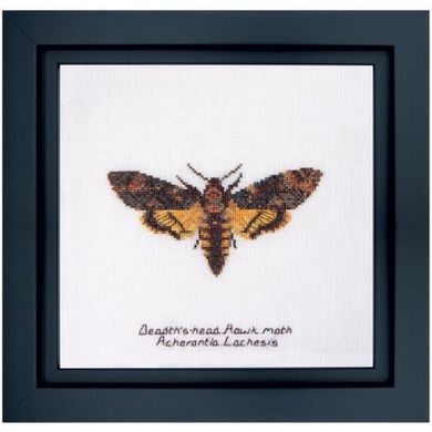 Набір для вишивання хрестиком Death's-head Hawk moth Linen Thea Gouverneur 563 - Купити в інтернет-магазині club-rukodelia.com Тел: 067-802-24-81  Купити Київ, Львів, Харків, Вінниця, Одеса, Житомир, Чернігів, Суми